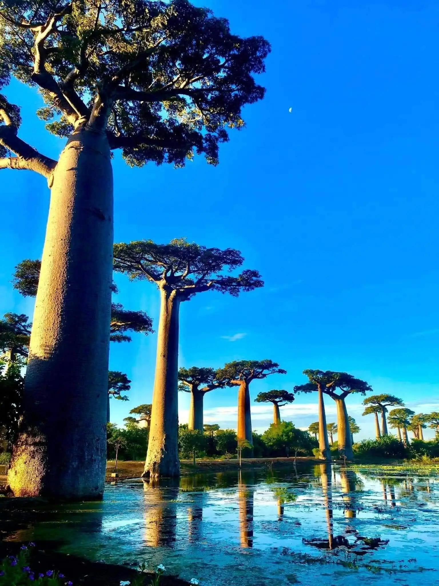 Avenue of the Baobabs at sunset in Madagascar
