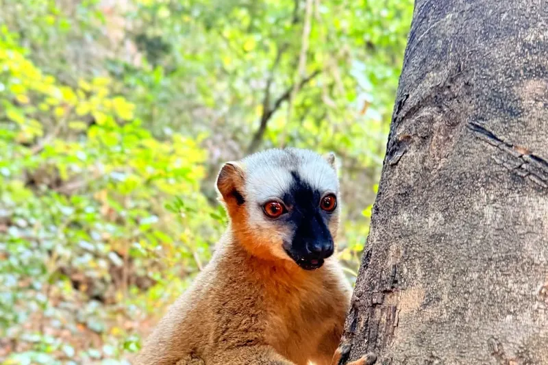 Crowned lemur in Kirindy Forest