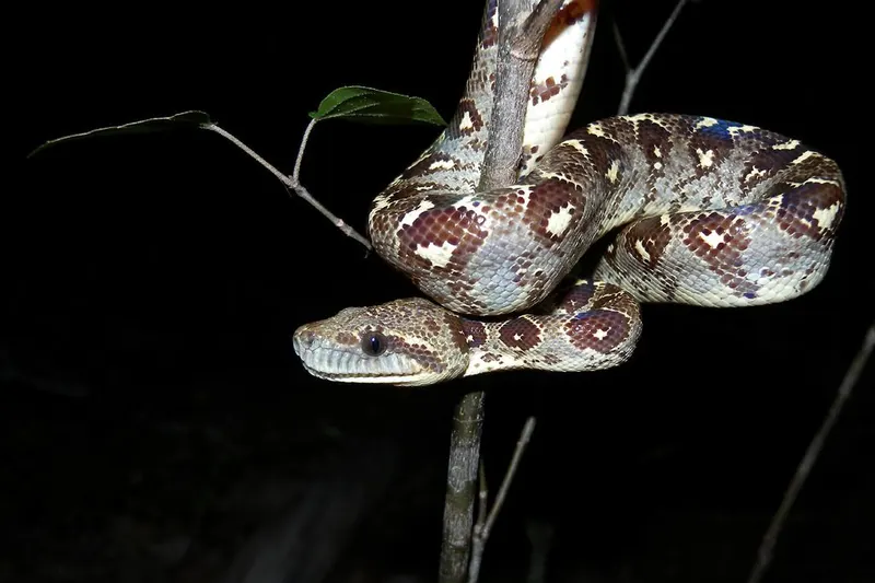 Madagascar tree boa on a night walk
